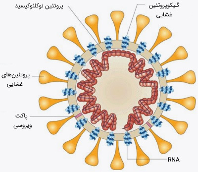 ویروس کرونا و هر آنچه در مورد این ویروس باید بدانید - پایگاه اینترنتی دی ال سل