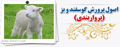 اصول پرورش گوسفند و بز ( پروار بندی )
