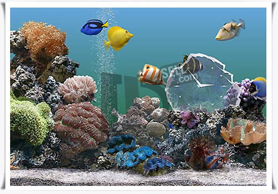 دانلود اسکرین سیور آکواریوم زیبا با ماهی های رنگارنگ Marine Aquarium v3.5.9