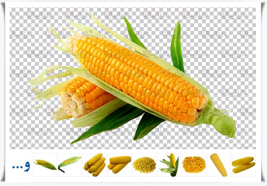 مجموعه فایل لایه باز ذرت با زمینه شفاف open layer corn