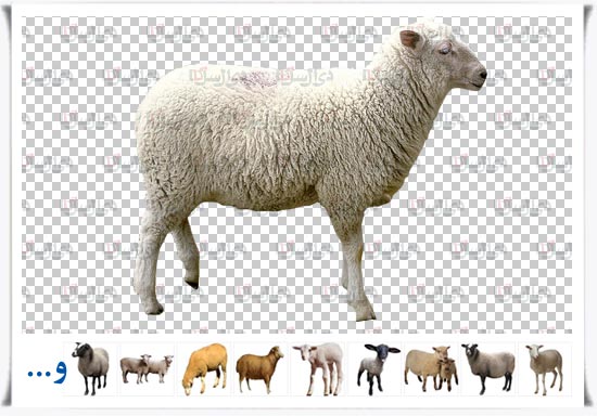 مجموعه فایل لایه باز گوسفند با زمینه شفاف open layer sheep