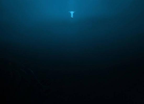 تصاویری ترسناک از اقیانوس ! - پایگاه اینترنتی دی ال سل