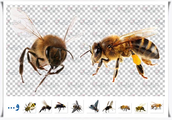 مجموعه فایل لایه باز زنبور عسل با زمینه شفاف open layer Bee